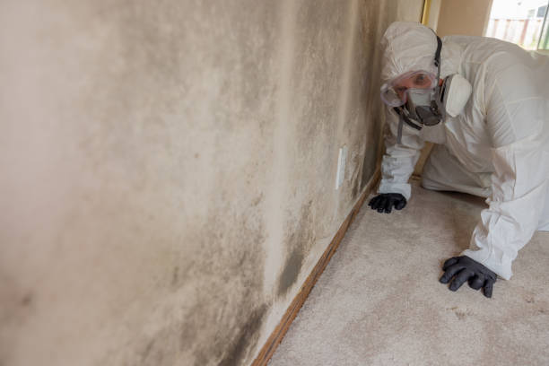 Best Emergency Mold Remediation in Gypsum, CO